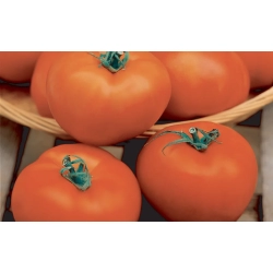 Pomidor Hector  5 g